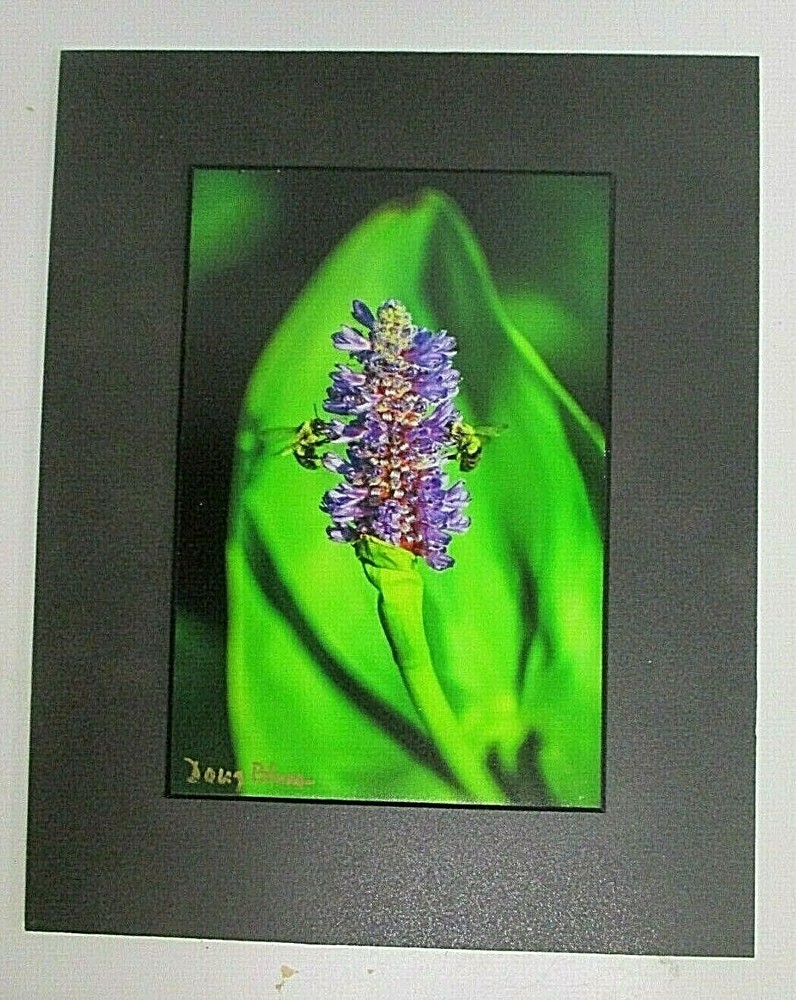 Signed Nature Purple Flower w/ Bees Photo on Dura Plaq by Doug Blunt 8×10 (A14)