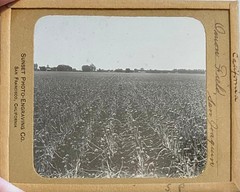 Gilbert? Hassell / Northern California Magic Lanterns Agricultural Big Trees