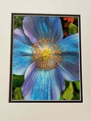 Radiance / Fine Art Photography Prints/Blue Poppy Flower/Nature Photography