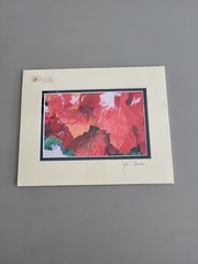 Photography Print By John T Slonina Matted 8×10 «Snow Leaves»-Read Description
