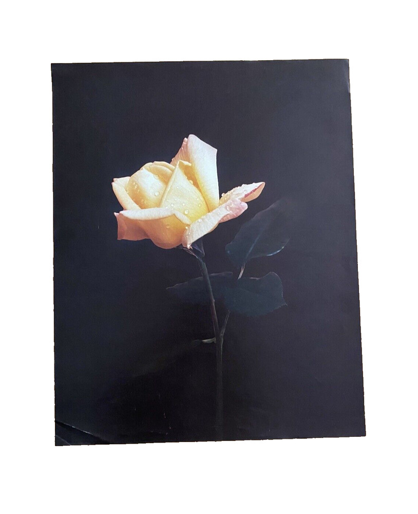 Large Yellow Flower Art Print Original Vintage 1980’s 16″X 21″ #2
