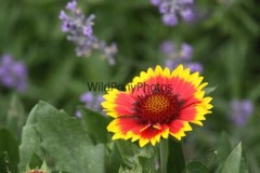 Flowers Photo, Pick One Image – Various Sizes