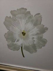 William Stafford Numbered Limited Edition Framed Art – White Tulips