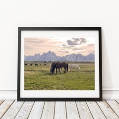Wild Horses in the Grand Tetons Wyoming Mustang Photography