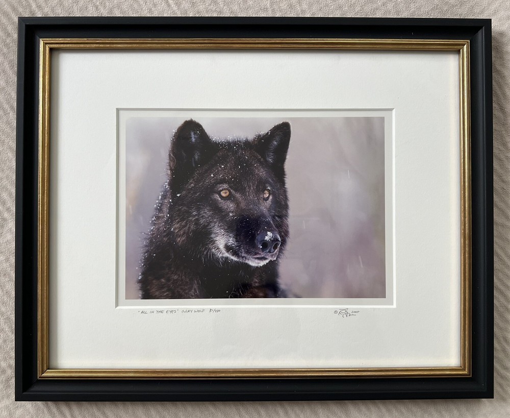 Randy Napier Signed Framed Limited Edition Art Photograph Gray Wolf In Snow 2005
