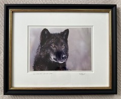 Randy Napier Signed Framed Limited Edition Art Photograph Gray Wolf In Snow 2005