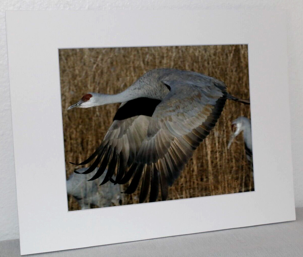 Sandhill Crane Wildlife Photo 8″ x 10″ in 11″ x 14″ Matte Signed by Kim Barry