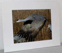 Sandhill Crane Wildlife Photo 8″ x 10″ in 11″ x 14″ Matte Signed by Kim Barry