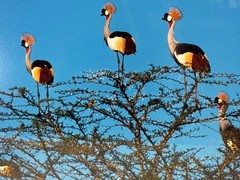 Orig. Framed Original photograph by Thomas D Mangelsen, titled -Crowned Cranes