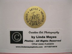 Linda Mayes 2004 Yellow Tulip Sway 6X9 matted 14X11 Creative Art Photography