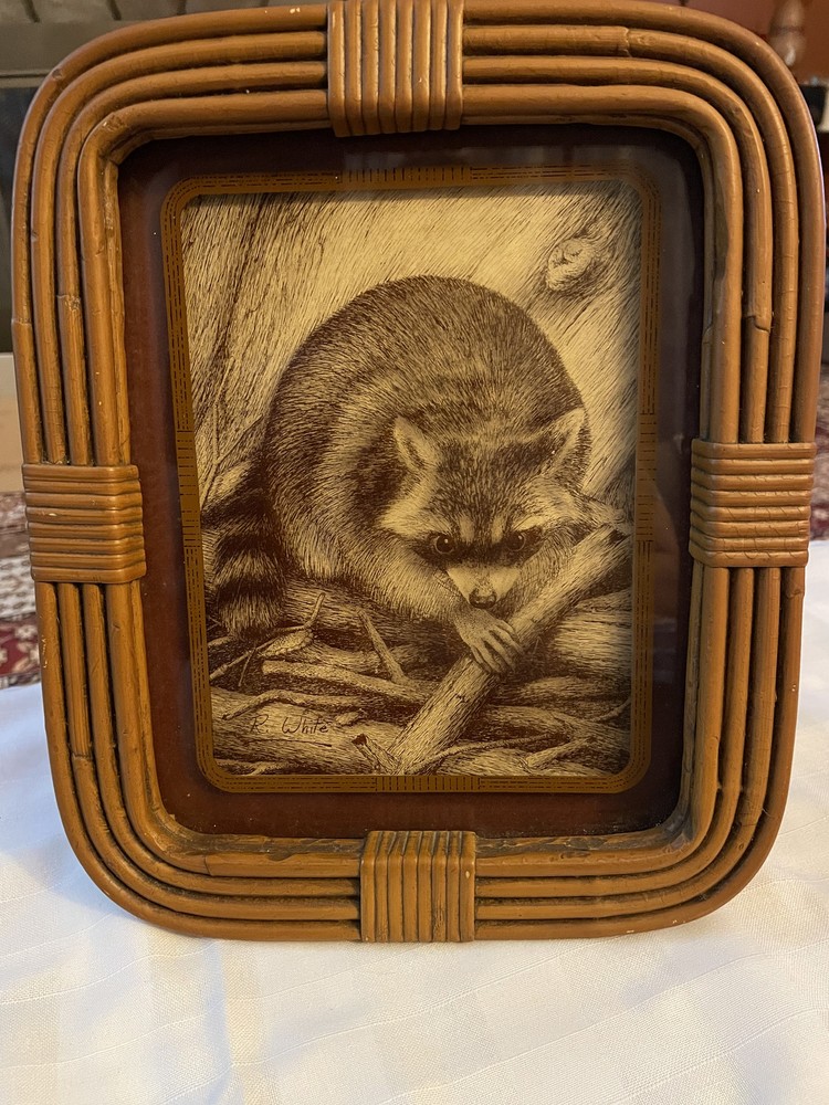 1975 Raccoon from lucid lines art photography in wicker frame 12″ x 10″