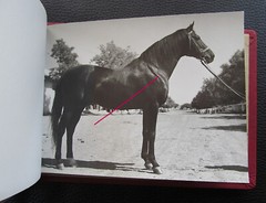 Bulgaria? 1958 15 Photos Equestrian Horse Stud Breeding Racing Jockey