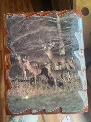 Vintage Photo Of Whitetail Deer On Wood Backing