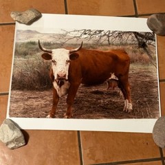Janine Gordon Photograph 20×24″ C-print Edition Cow Bull Marfa Texas Signed