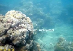 Digital Image Picture Photo Pic Andaman India underwater coral life scuba AND040