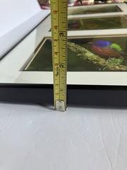 Framed/ Matted Photographs Painted Buntings Signed 20 X 10 Inches