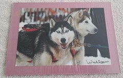 Sharon Walleen Photographs Alaska Mt McKinley Sled Dogs Grizzly Bears 5 X 7 Inch