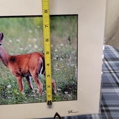 Nature Photography Deer Young Buck – Artist Signed 9.5″×7.5″ Photo