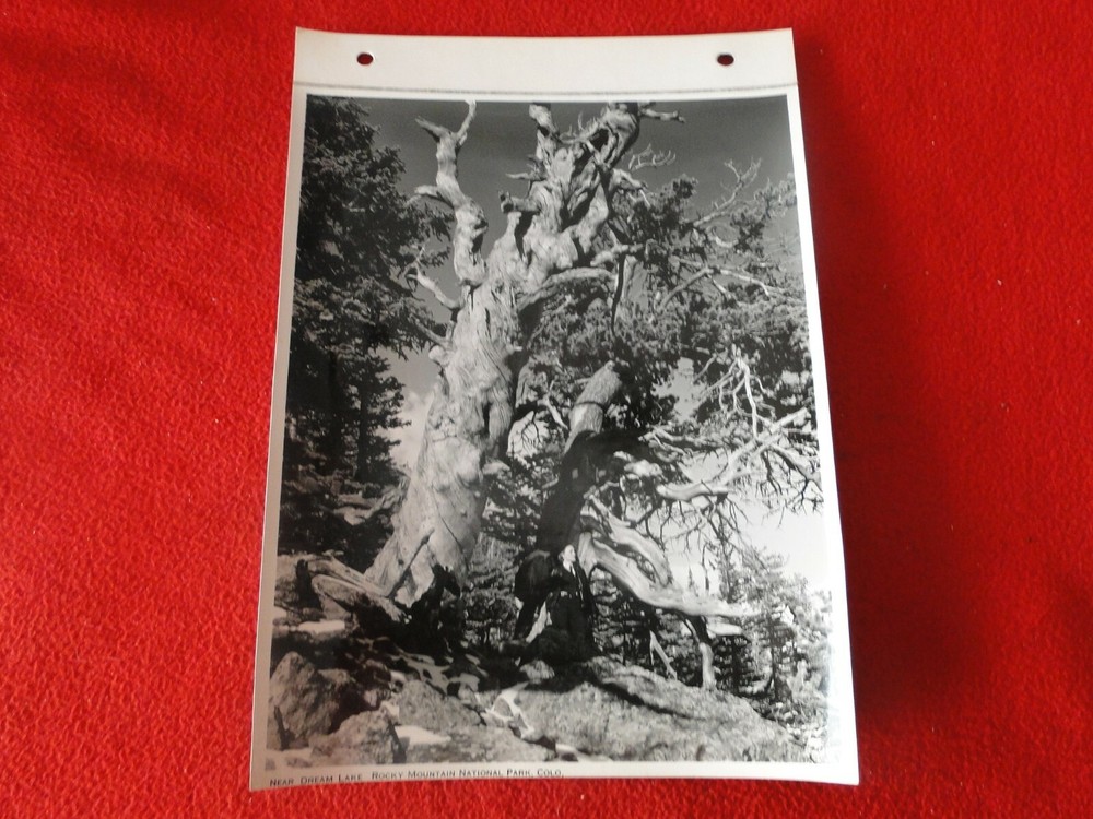 Vintage 1930’s/40’s Colorado Silver Gelatin Photo Near Dream Lake