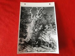 Vintage 1930’s/40’s Colorado Silver Gelatin Photo Near Dream Lake
