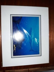 Great White Sharks, signed/matted 8×10 photograph by Mark J. Thomas