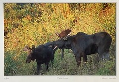 Moose Call Photo Signed Framed & Numbered 30/500 Willie Holdman FoundArtShop
