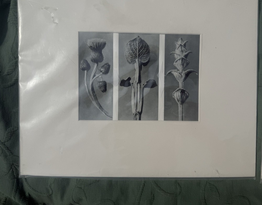 Vintage Karl Blossfeldt Botanical Print, Matted, Thistle, Sage & Salvia