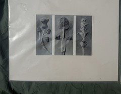 Vintage Karl Blossfeldt Botanical Print, Matted, Thistle, Sage & Salvia