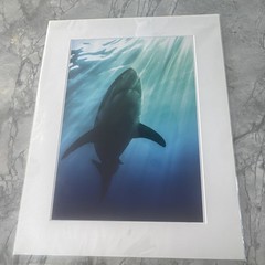 Signed Underwater Shark & Manta Ray Photographs Set, Matted, Landscape (3)