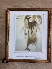 Gold Framed 8×10 Photo Of Deer In FL Wildlife Nature Animal Lover Emerson Quote