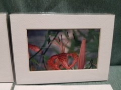 New Lot of 4 Matted 5×7 Photo Fine Art Print Floral flower Tulip White Red