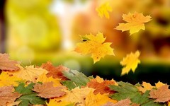 Digital Picture Image Photo Pic PNG JPEG Mobile Wallpaper