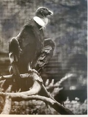 VULTURE LARGE ORIGINAL SIGNED ART PHOTO B&W STETTNER VTG MATTE NJ CAMERA