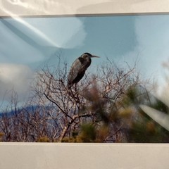 Great Blue Heron Bird Art Photography Matted 7×5 Inch Wildlife Decor Brauer