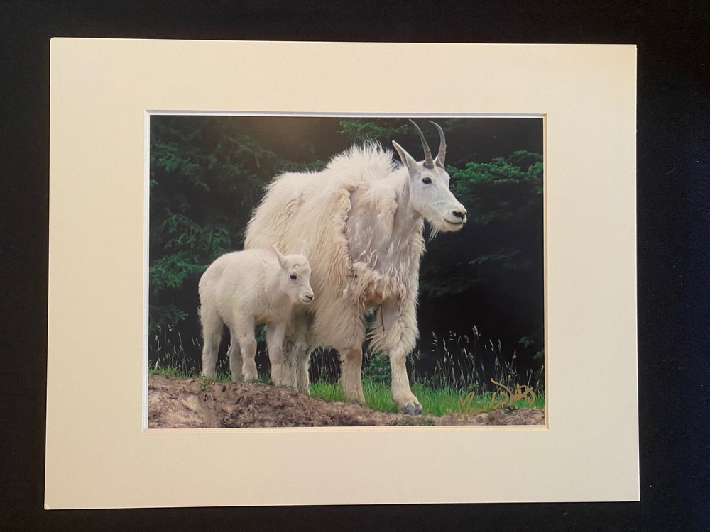 11 X 14 Matted Photo – signed by photographer Marie Whitton- Mountain Sheep