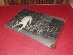 [CIRCUS] LARGE VINTAGE PHOTO / THE TIGER Tamer Ca 1970 40 X 30 Cm