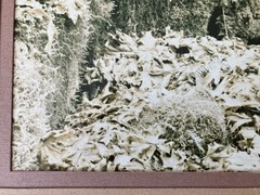 Ray Atkeson Original Photo Large Frames Signed Old Forest Landscape Oregon