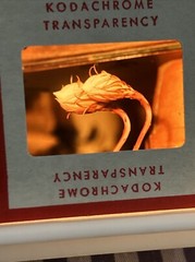 Kodachrome Red Border Lot Of 40 1950’s Still Life Flowers 35mm Color Slides B