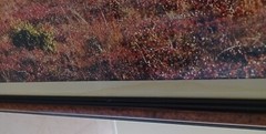 Thomas Mangelsen ‘After The Ice Age’-Grizzly Bear, Ltd Edition/ FRAMED 1992