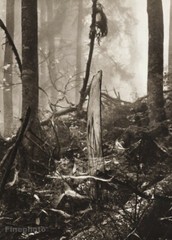 1949 Vintage Josef Sudek Forest Stump Trees Landscape Original Photo Gravure Art