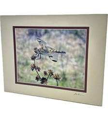 Marthas Pennant Dragonfly Matted Photograph Signed John Boland Artwork 11×14