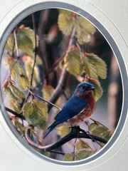 Carl R. Sams II Loon Photo Blue Bird Tree Branch Professionally Framed & Signed