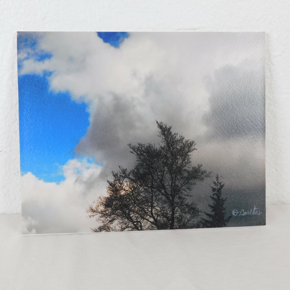 Storm Cloud Tree Foam Core Mounted Signed D Carlton Photograph Pacific NW Artist