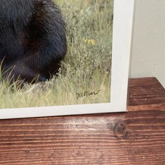 Signed Art Photography – Moose Laying In Grass Wildlife Print – Duoznew