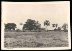 Photograph German South West Africa / Namibia, Owamboland