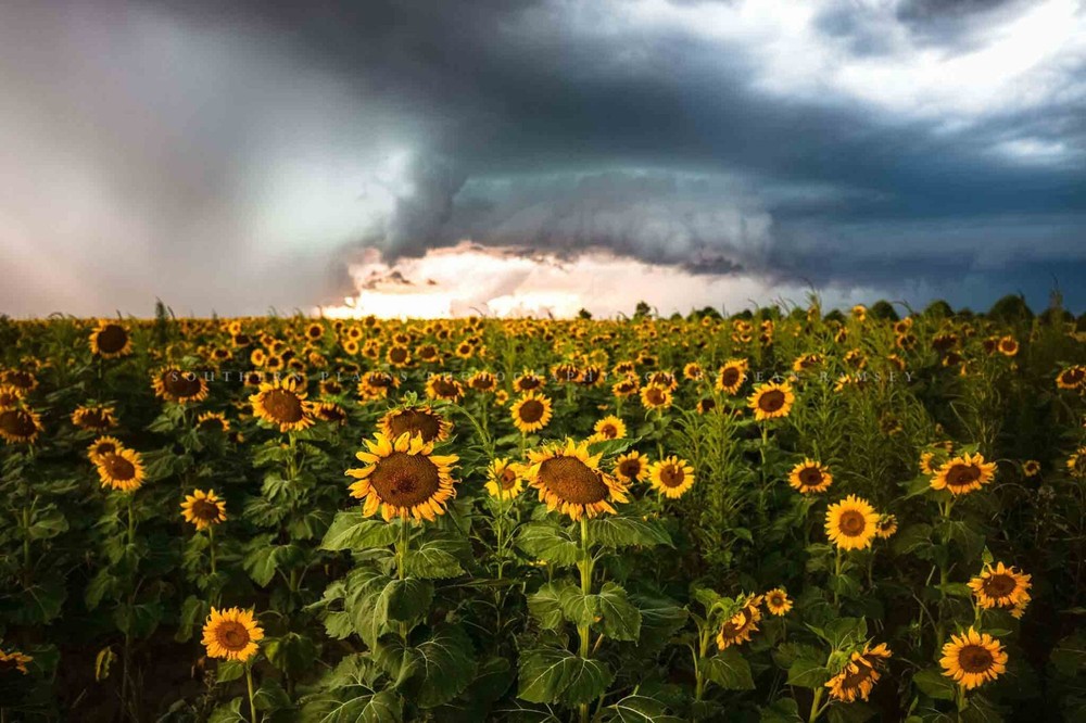 Sunflower Field Photography Print Storm Picture Kansas Photo Farmhouse Decor