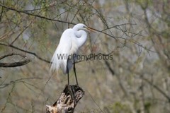 Great Egret Photo, Pick One Image – Various Sizes