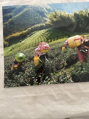 Picking Tea Taiwan Photo 12″ x 18″