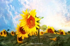 Sunflower Field Flower Wall Art, Bathroom Bedroom Photography Print