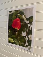 Garden Rose #8 – landscape photograph 8.5×11